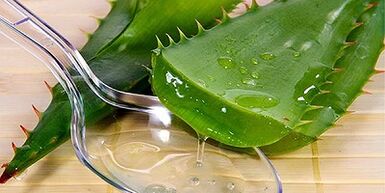 Jugo de aloe para el tratamiento de las venas varicosas en las piernas.